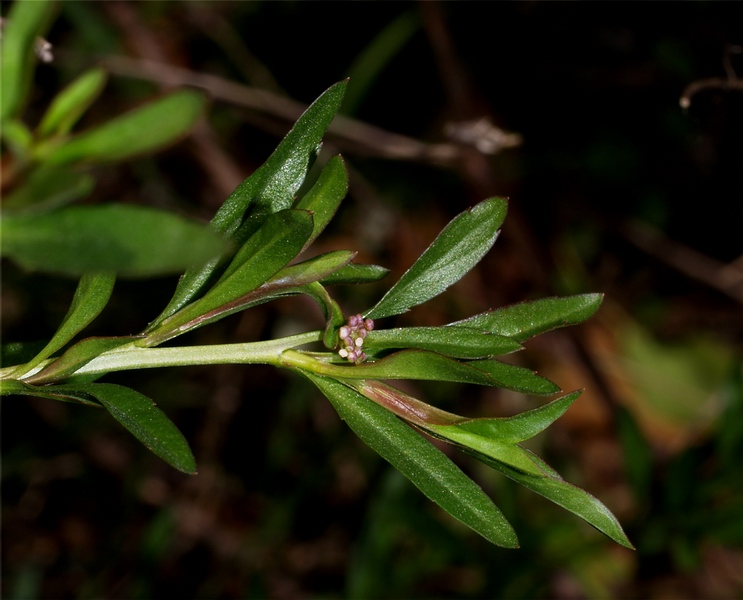 piantina a fiorellini microscopici - Lepidium virginicum